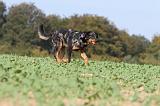 BEAUCERON 527